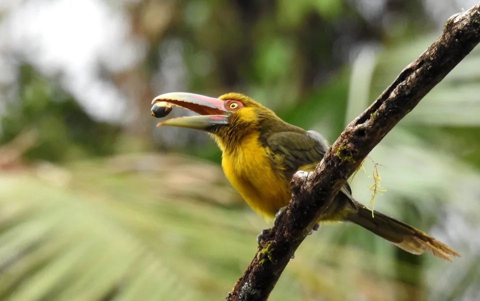 Ornithos Observação de Aves