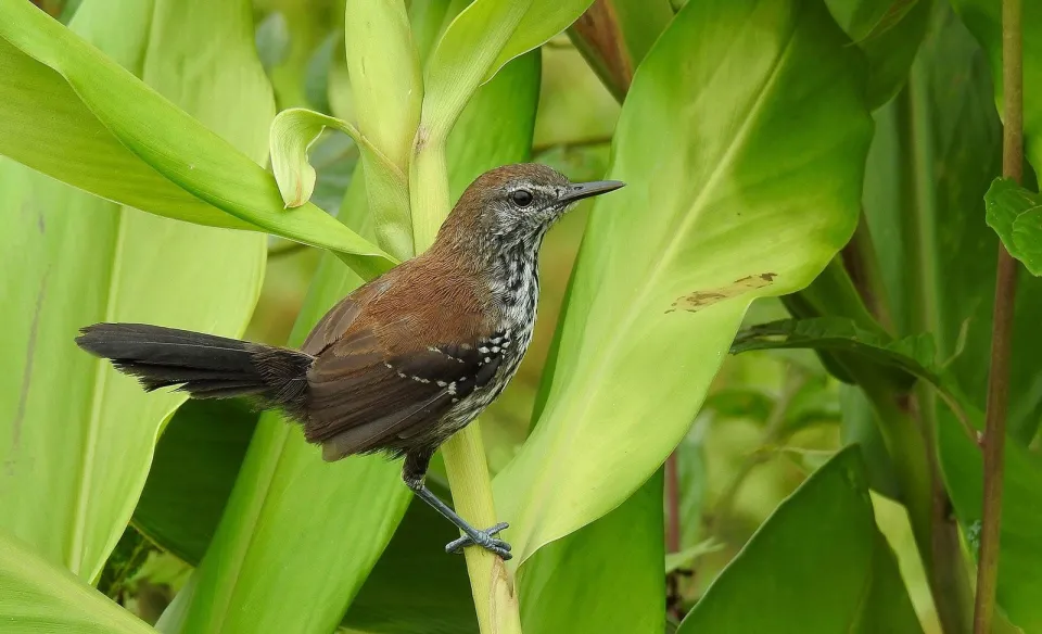 Ornithos Observação de Aves