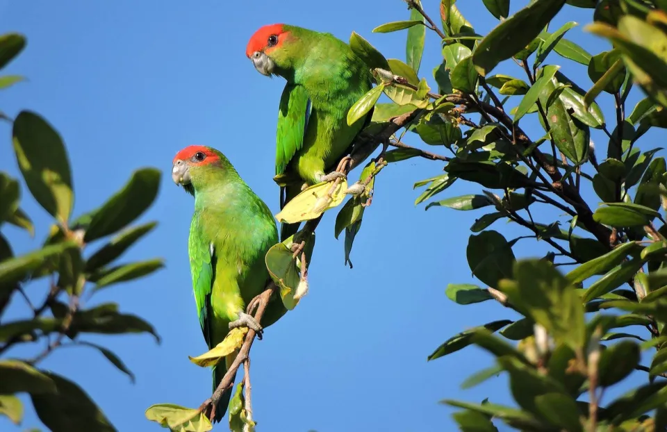 Ornithos Observação de Aves