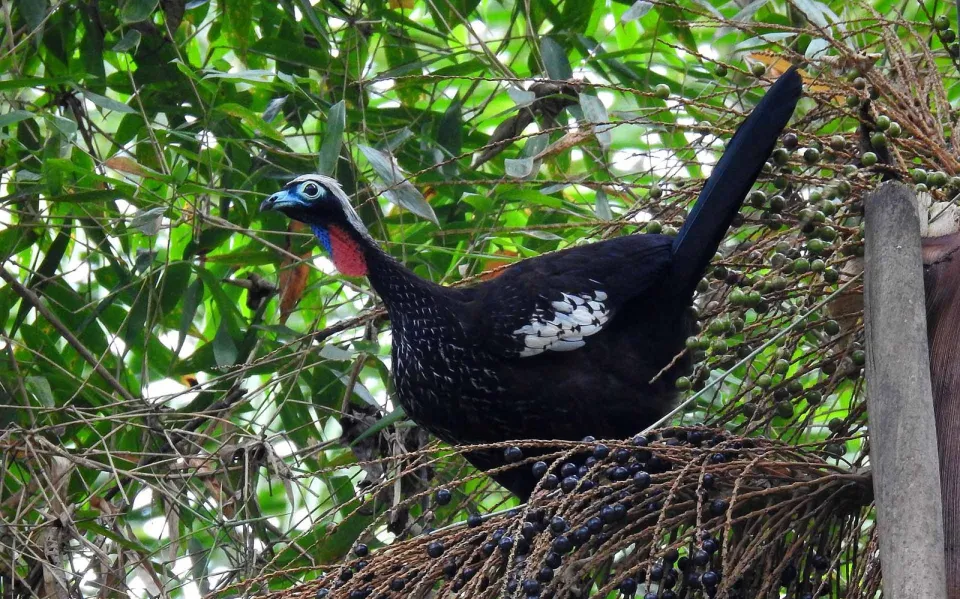 Ornithos Observação de Aves