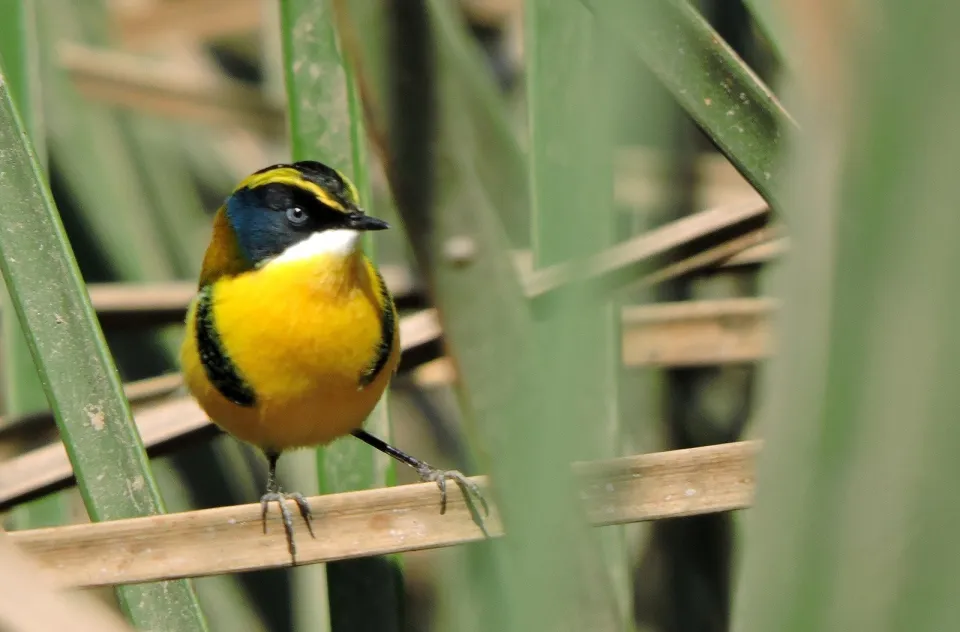 Ornithos Observação de Aves