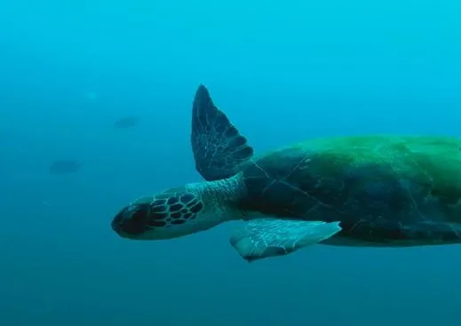 Mergulho
